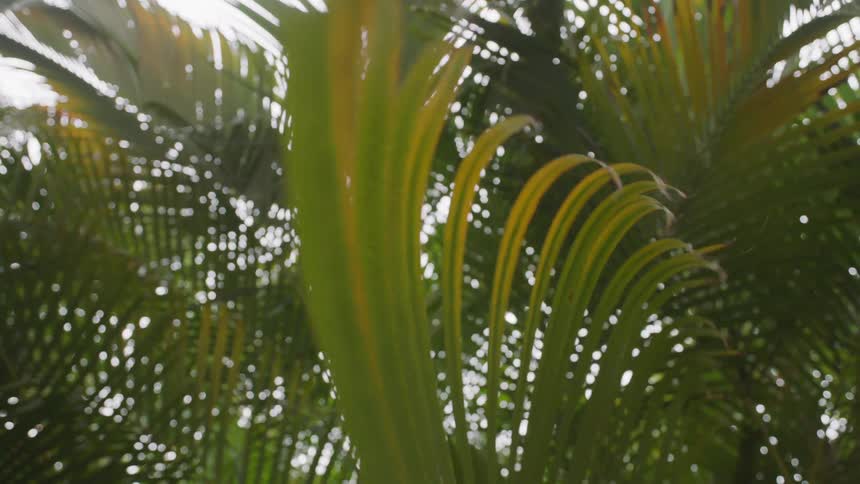 Palm trees swaying in the breeze on a sunny day