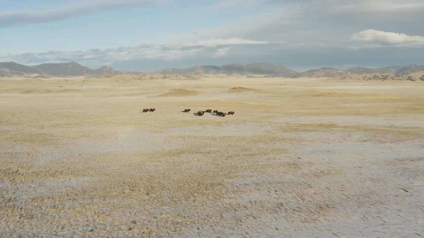 The animals all run together over the field