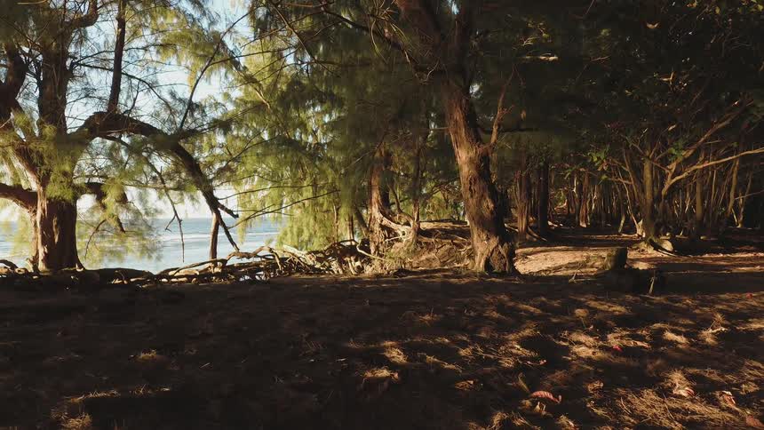 A forest of trees is revealing a path to the ocean on a sunny day