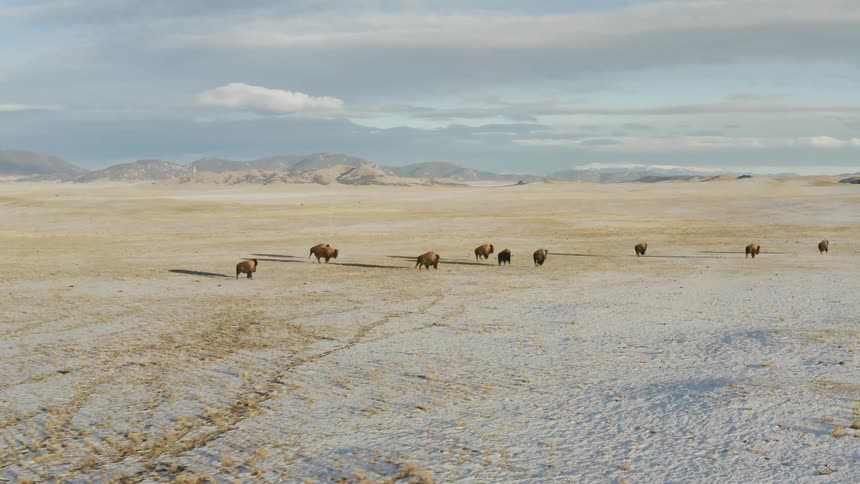 The buffalo race over the field together