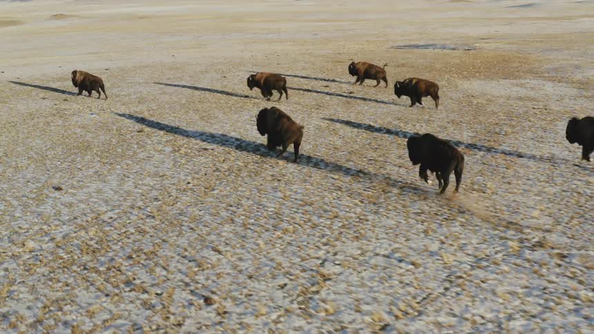 Buffalo are running across a plain during the day