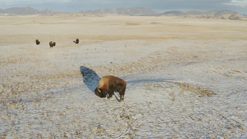 Bison graze in a snowy field