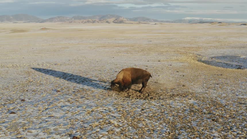 The buffaloes dig in the dirt and run around