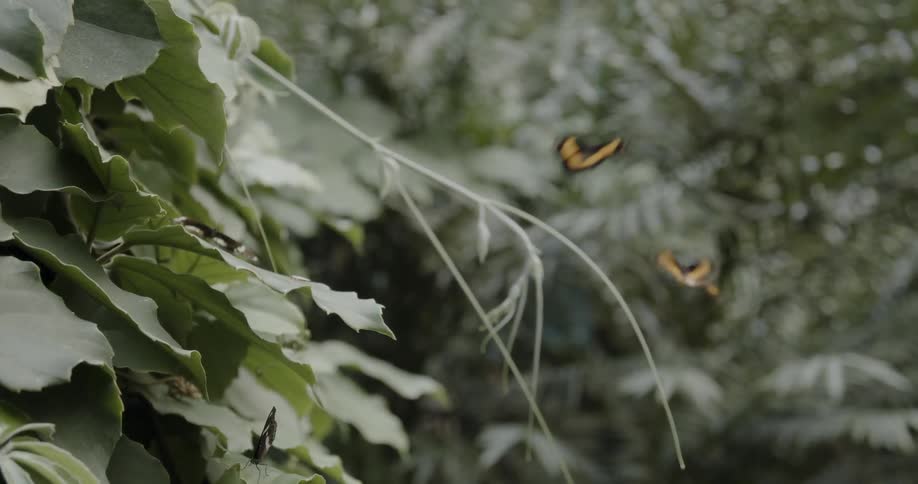 Butterflies fly near a plant