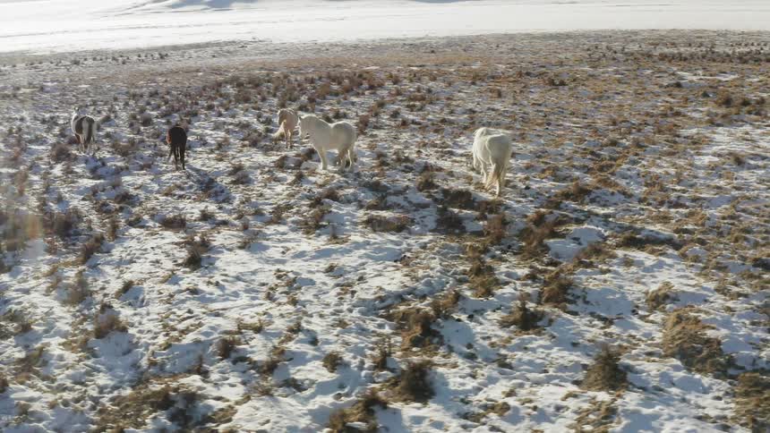 The horses walk along the snow covered field