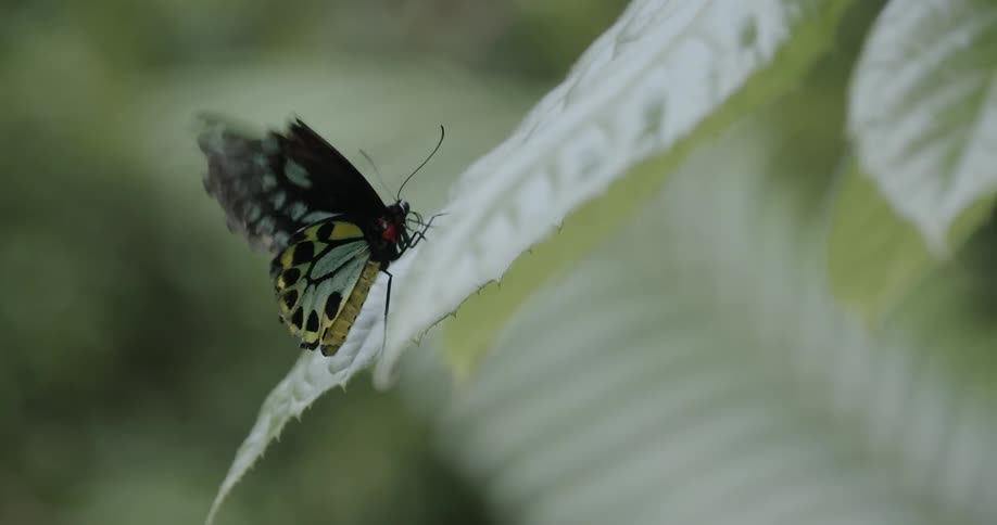 The butterfly lands on the large green leaf