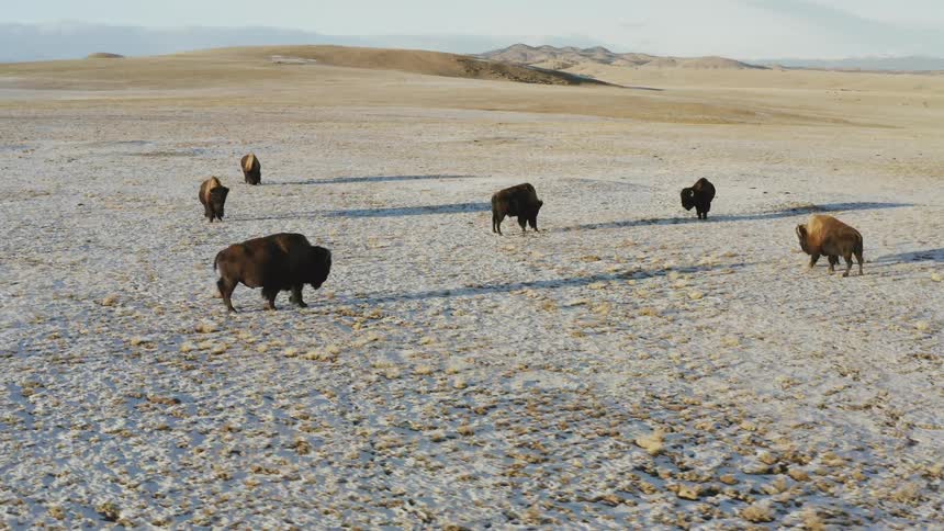 Buffalo graze in a field