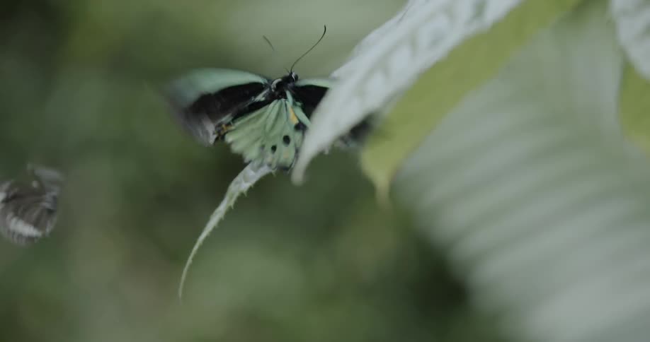 Butterflies flutter next to leaves