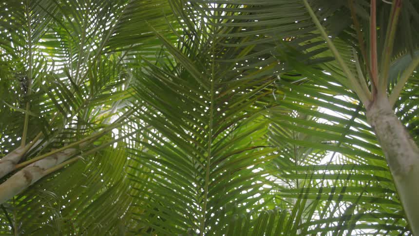The large leaves on this tree blow in the wind