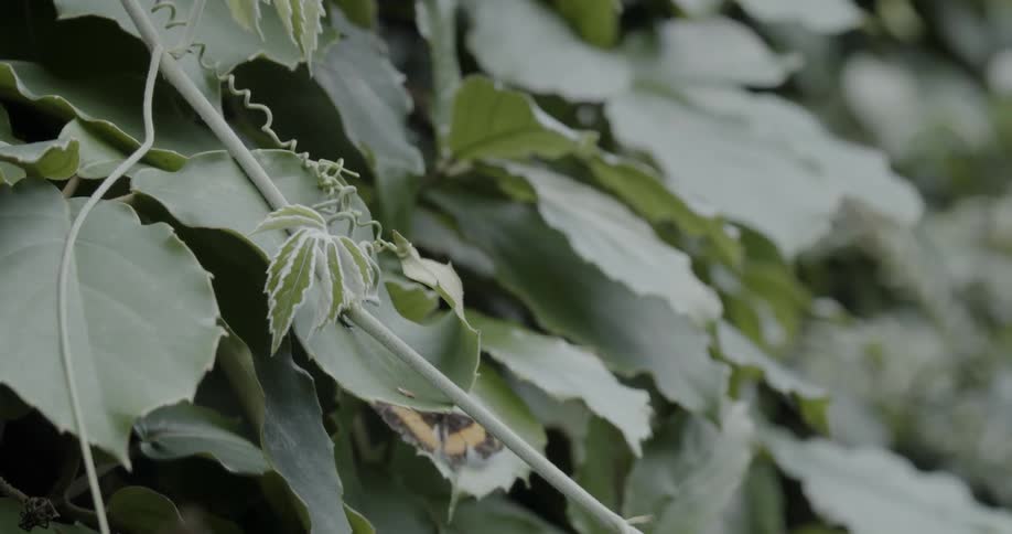 Butterflies are flitting around a vine in daylight