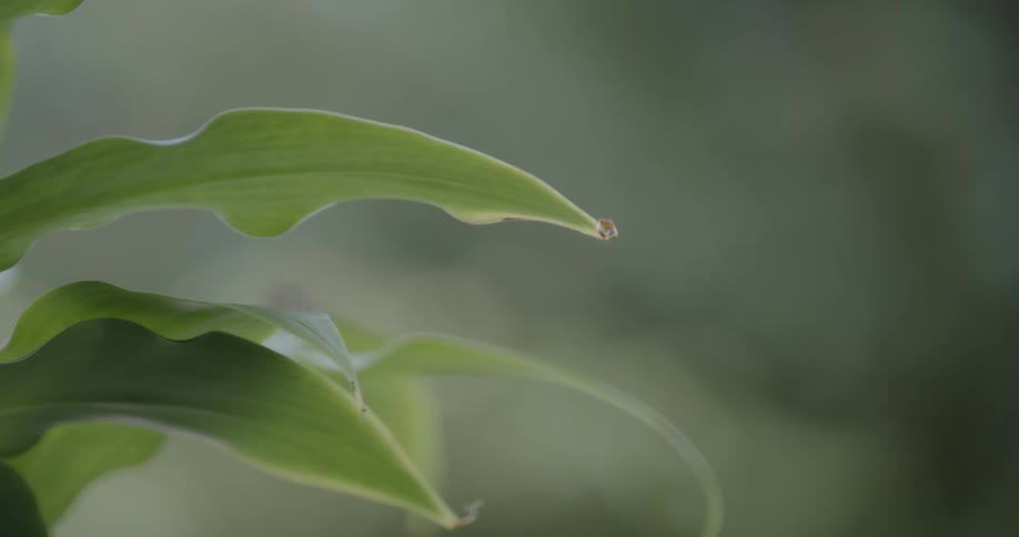 The butterfly quickly flies off the leaf