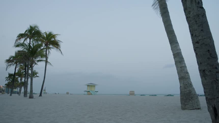 Palm tree fronds wave in the breeze