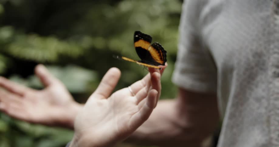 A butterfly rests on a woman's hand