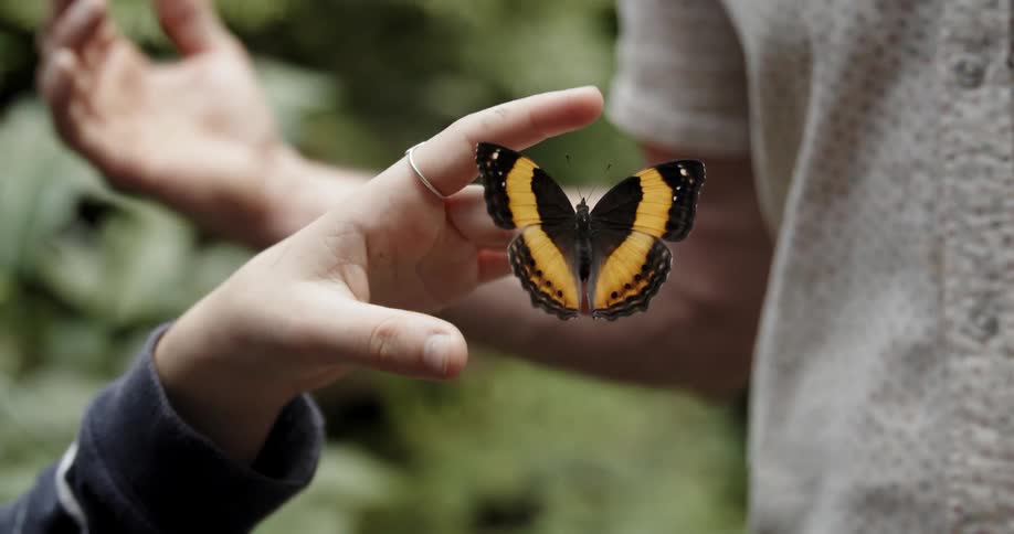 A person lets the butterfly land on their finger
