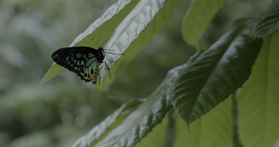 A butterfly sits on a leaf as others fly around