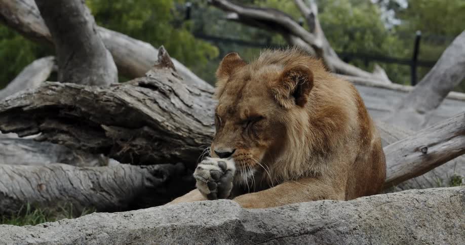 The lion is cleaning itself on the fallen trees