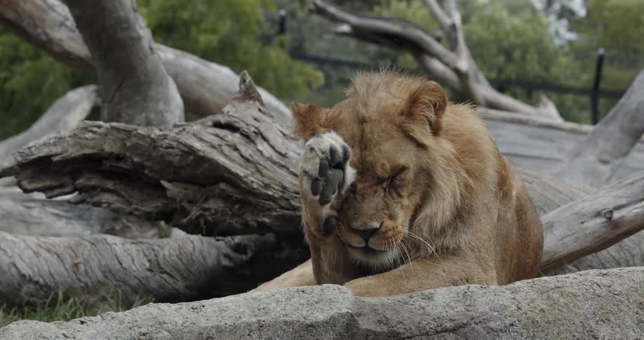 A lion licks its paw