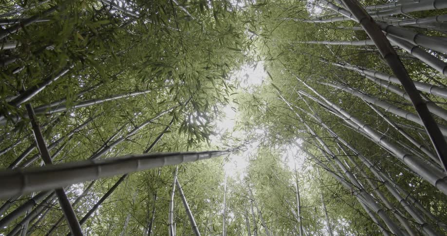 The wind gently blows the leaves on the trees