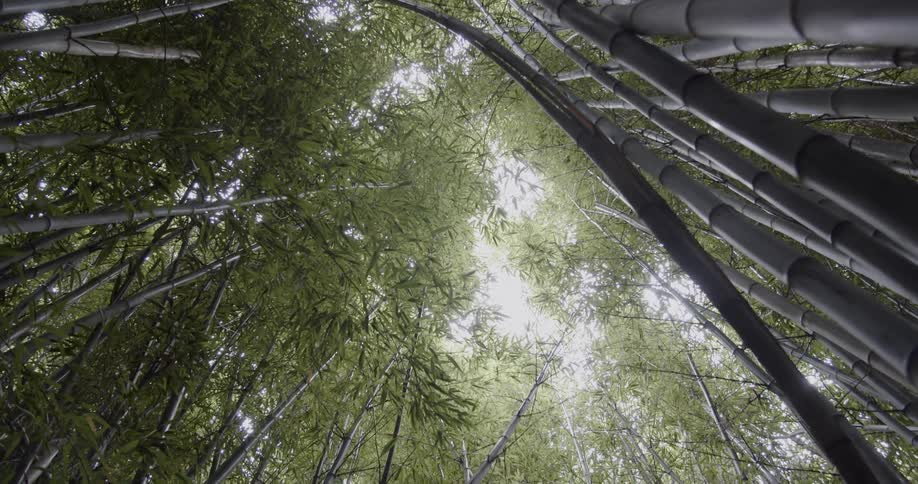 The forest is full of tall bamboo trees