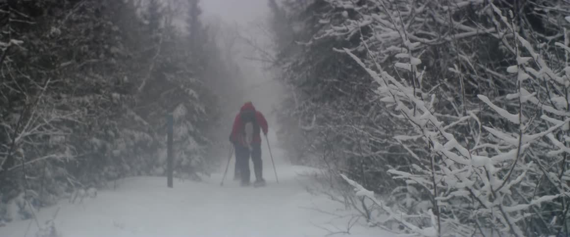 People wearing snowshoes hike through a forest in a storm