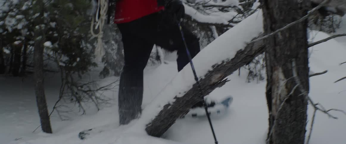 Man skis in a snowy forest while wearing a backpack