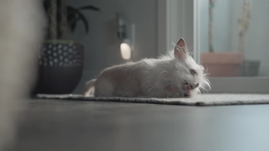 A dog is sitting on a rug in a living room chewing on a treat during the day