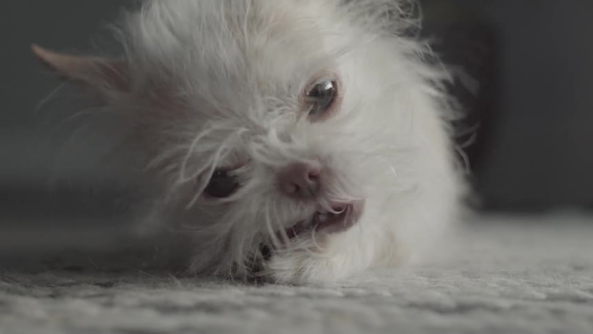 A dog is chewing on something on the carpet