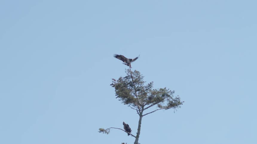 The bird lands on the top of the tree branch