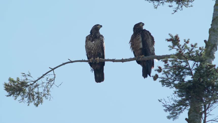Two birds sit on a tree branch under a blue sky