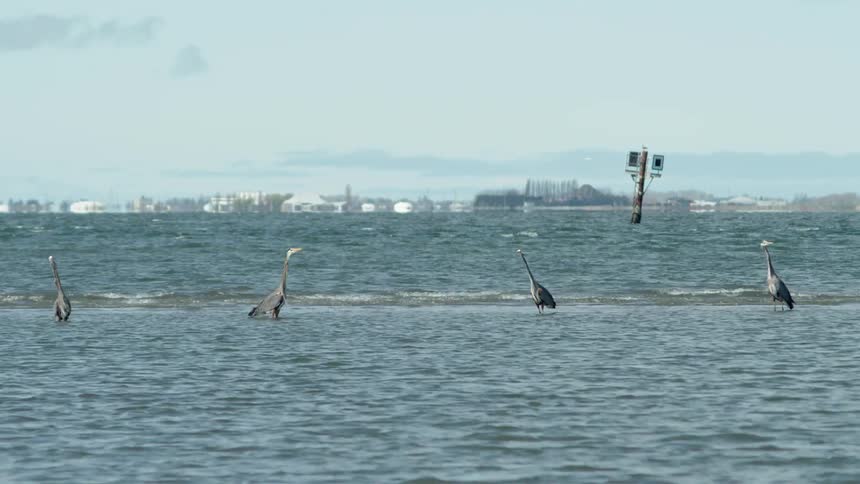 Birds stand in shallow water