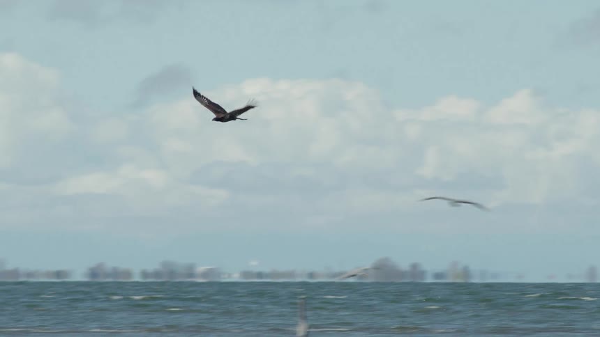 Birds fly above the water