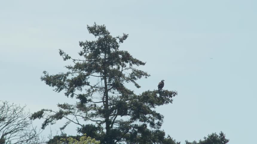 A bird sits perched on a tall tree