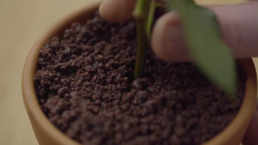 A plant is being planted