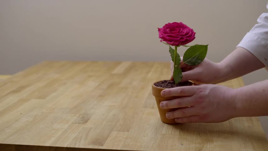 A rose is placed in a small pot filled with soil