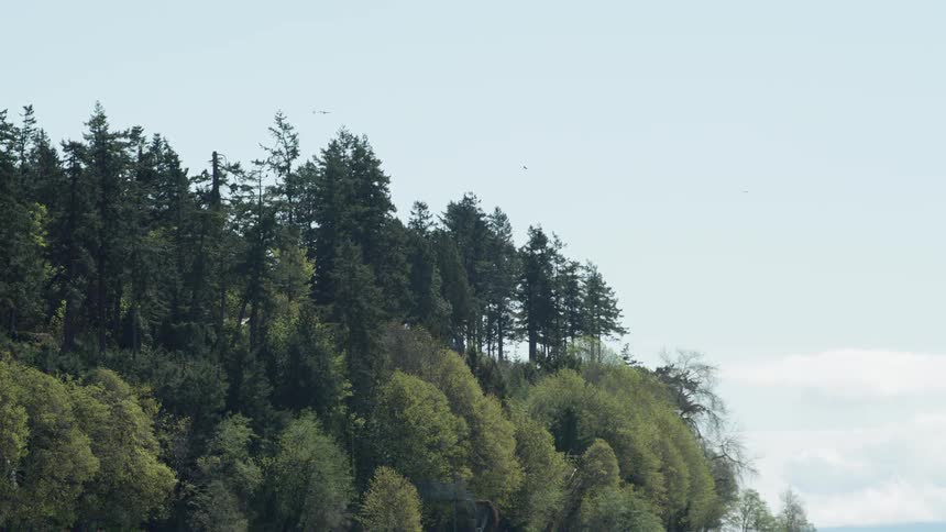 Birds fly overhead as green trees stand tall