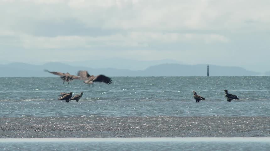 Birds fly and land in shallow water