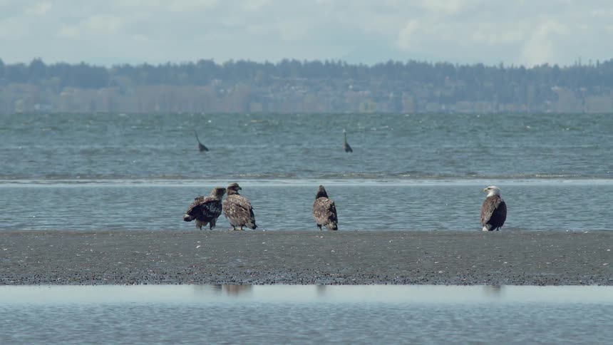 The birds sit in the sand in the water