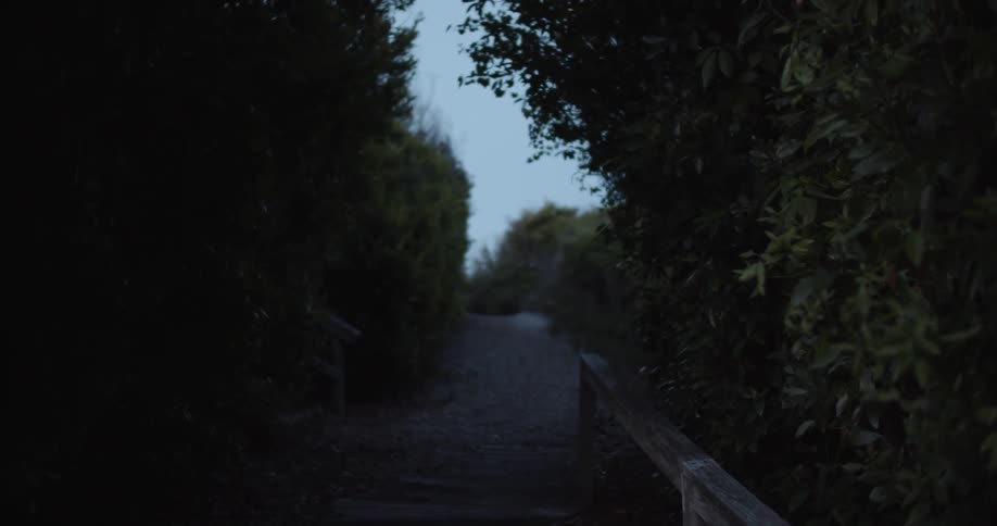 Trees and bushes are lining a dirt trail at dusk