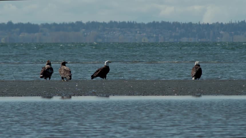 Three birds sit on a gravel bar next to water