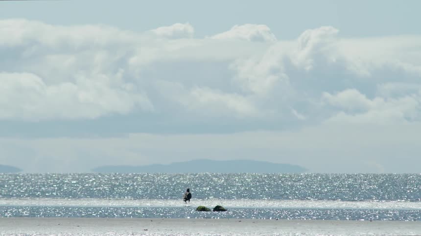 A juvenile eagle is standing on a sandbar at the beach on a sunny day