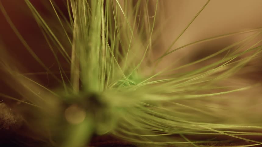 Feathery green plant with long stems