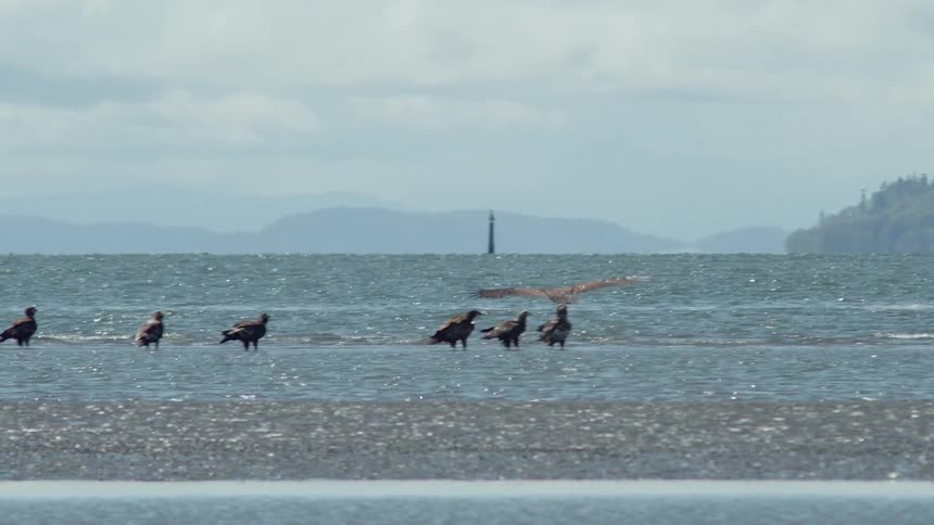 A bird flies above the water
