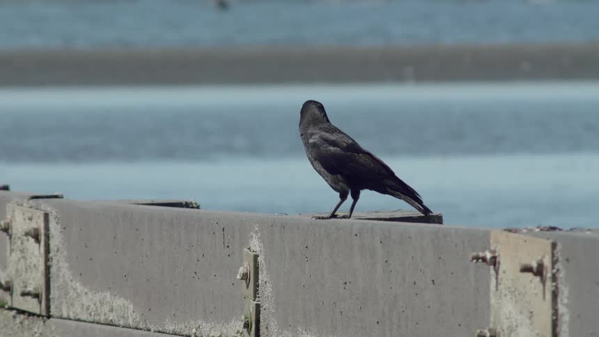 A crow sits on a concrete wall