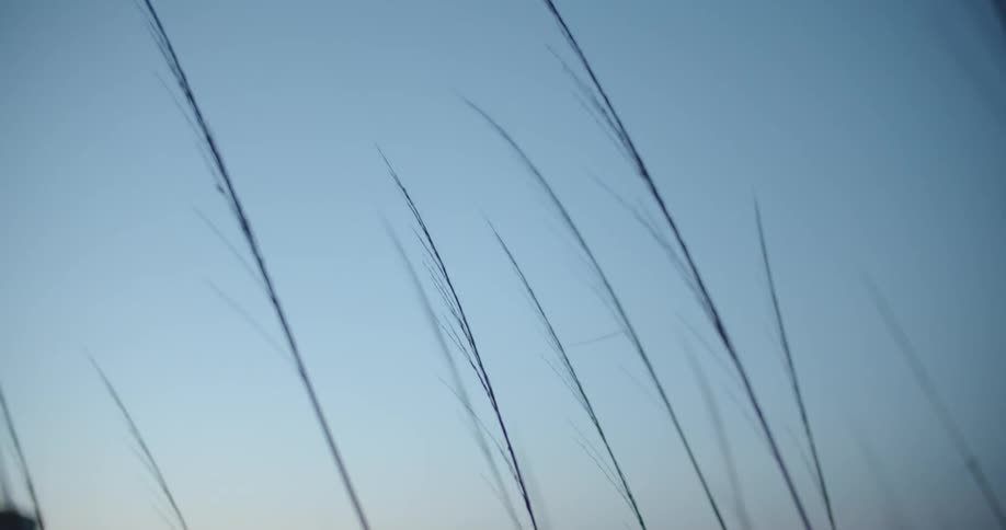 The tall grass blows in the wind at sunset