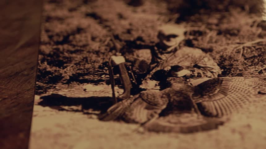 A photograph of a man with a dead bird is lying on a surface