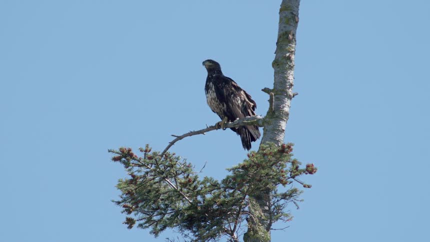A bird sits perched on a small branch