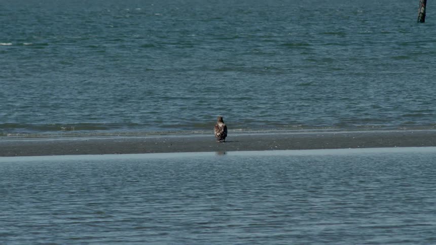 A bird rests on a pipe in the water