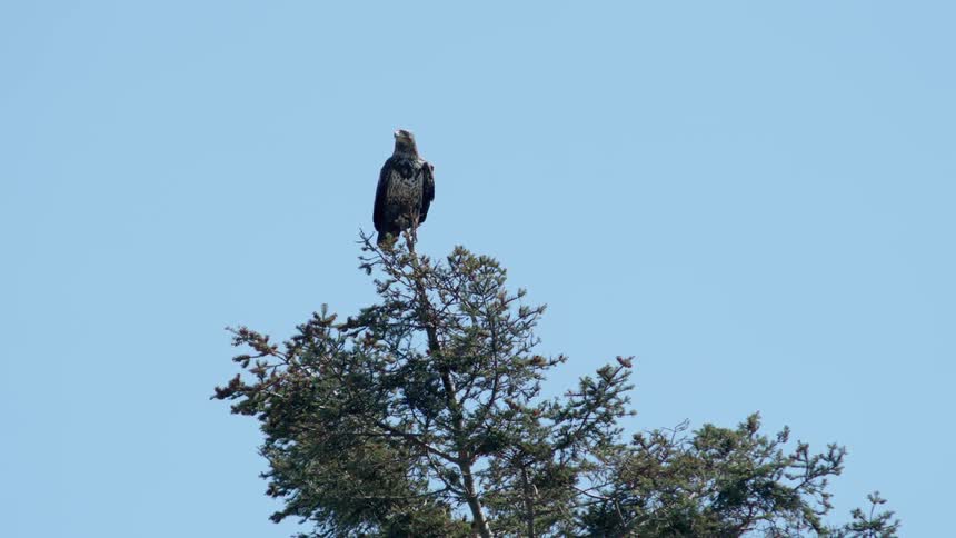A bird flies from the top of a tree