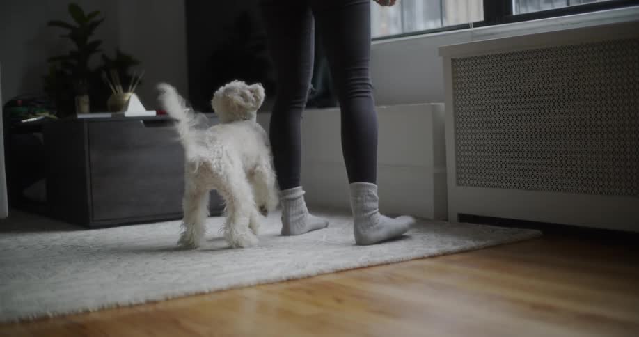 Small white dog walking by an adult in a living room