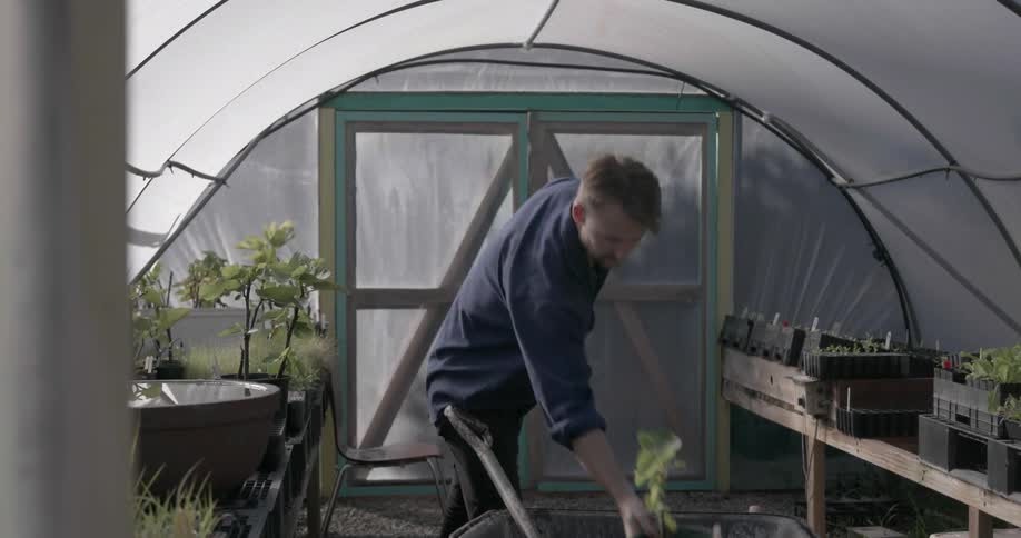 Man examining plants in greenhouse